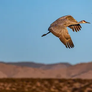 2023 Festival of the Cranes at Bosque del Apache National Wildlife Refuge