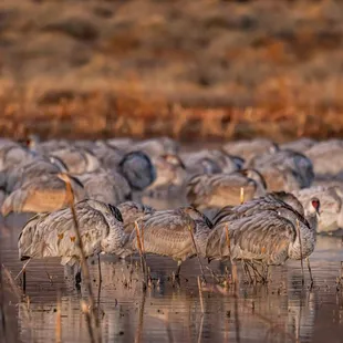 2023 Festival of the Cranes at Bosque del Apache Wildlife Refuge