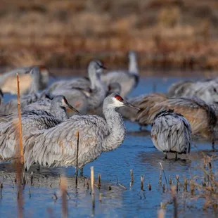 2023 Festival of the Cranes at Bosque del Apache