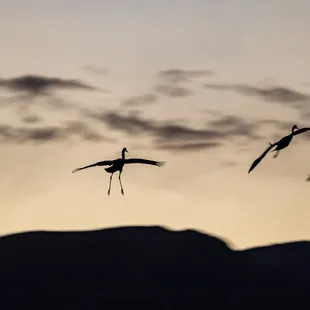 Festival of the Cranes
