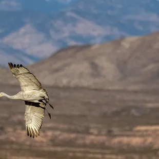 2023 Festival of the Cranes at Bosque del Apache