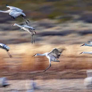 2023 Festival of the Cranes at Bosque del Apache