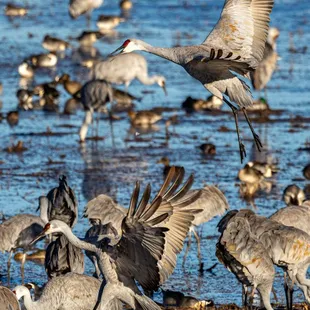 2023 Festival of the Cranes at Bosque del Apache National Wildlife Refuge