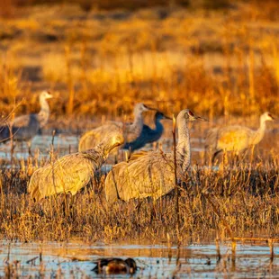2023 Festival of the Cranes at Bosque del Apache