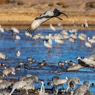 2023 Festival of the Cranes at Bosque del Apache