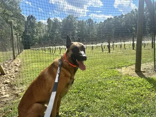 Skipper's Creek Vineyard