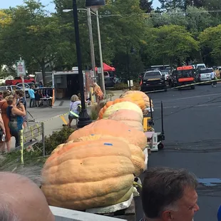 Giant pumpkins