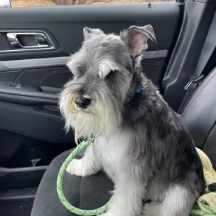 Charlie after his haircut at Fetch Pet Emporium!