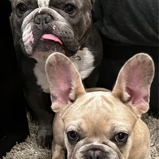 Two of Fetch's newest VIP members!