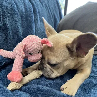 Banyan enjoying his new toy and chew toy!