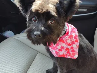 Abcd Dog & Cat Grooming