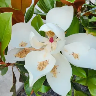 Monsana J.
