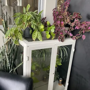 Plant babies