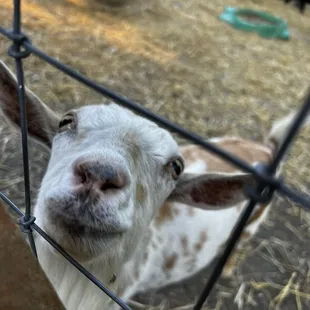 Friendly goat