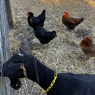Curious critters