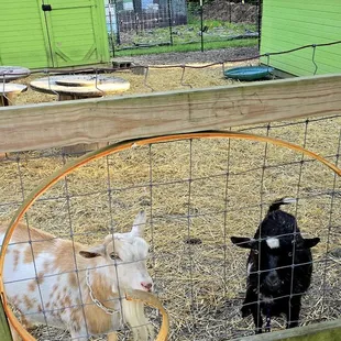 Goats
