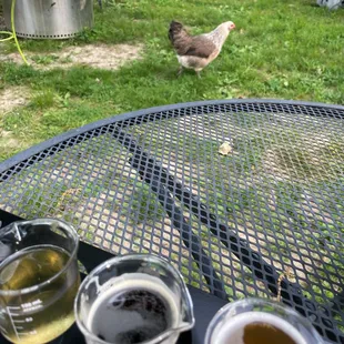 Can&apos;t remember her name but she likes to hop out of the pen every now and than and say hello to everybody!