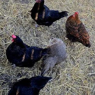 Chickens