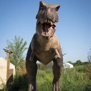 Stand next to the apex predator of the cretaceous period - The T-Rex!