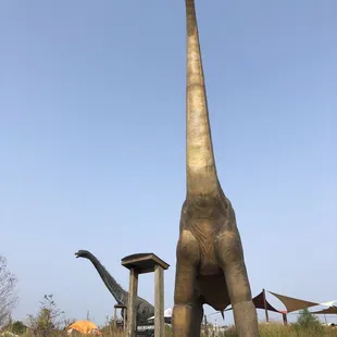 Dinosaur