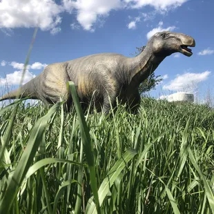 Hadrosaurus Folkii was the first nearly complete skeleton every found!