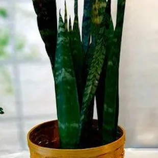 Our shop 8" Snake Plant is amazing! Super easy to care for especially if you have a black thumb!