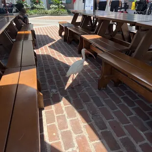 a bird standing on a brick patio