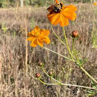 Strolling the grounds