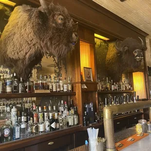 Cute Buffalo heads that hold can openers in their mouth!
