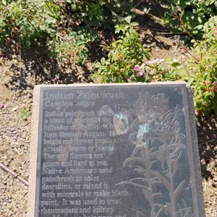 Indian Paintbrush  10-07-2024