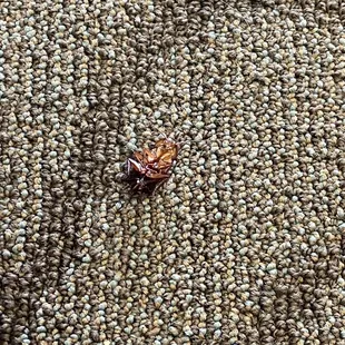 Cockroach on the floor near the line where you order