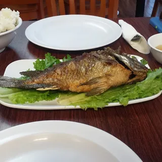 Tilapia