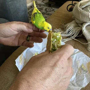 My bird even loves the chicken tacos!!