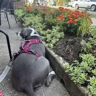 Patio pet friendly!