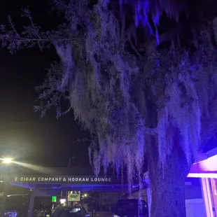 Large tree out front of the lounge area with hookah and cigars.