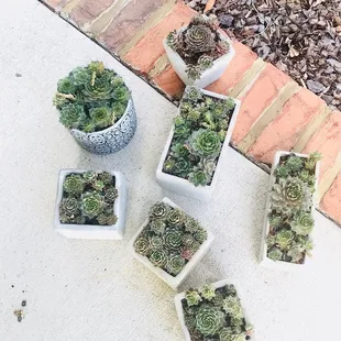 a variety of succulents