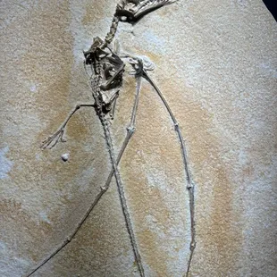 Fossil