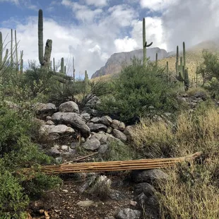 Start of the trail