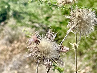 Catalina State Park