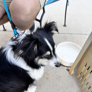 Doggie on the patio