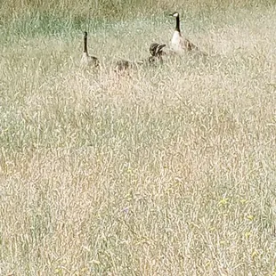 Beautiful wildlife, but poop  everywhere.