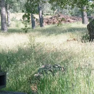 High brush and dead limbs. Be careful while hiking.