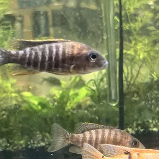 African Cichlids