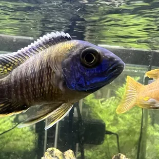 South African Cichlid