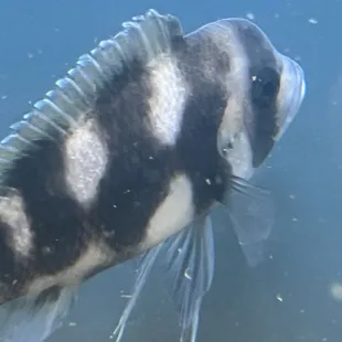 Black Widow Frontosa