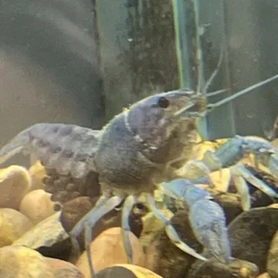 Blue Lobster