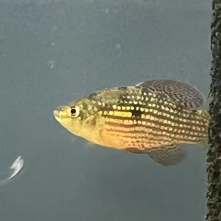 American Flag Fish
