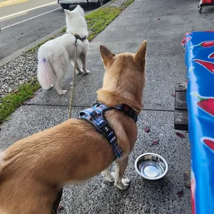 They have water bowls for dogs!