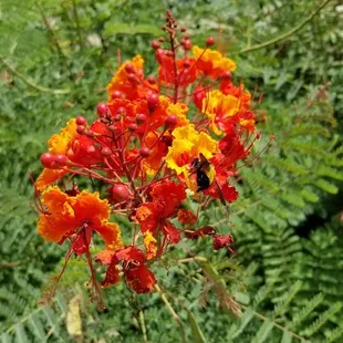 Pride of Barbados