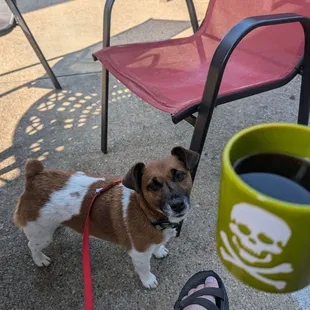 She loves the pup cup.